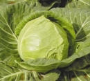 Капуста белокочанная Куизор