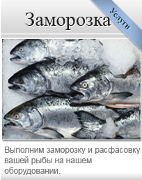 Заморозка рыбы