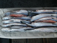 Выпускаемая продукция