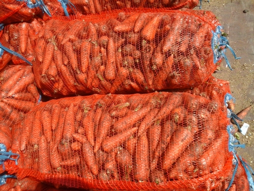 Морковь свежая, сочная овощи от производителя